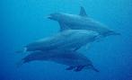 Matisha's Ecstatic Dolphin Journeys - Homepage