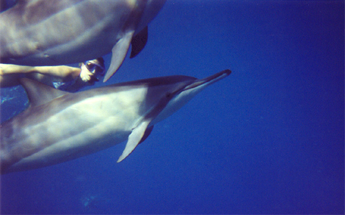 swimming with dolphins Photo by Matisha � 2003