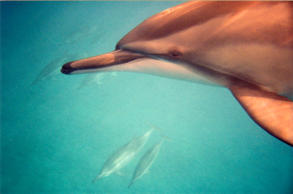 next picture may take a few breaths to load...