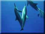 Uplifting dolphin messages to assist people in integrating the changes taking place and entering/re-entering an empowered, connected state of awareness.