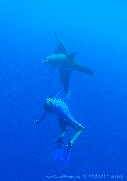 ...a few breaths longer to load... swimming with dolphins Photo by � Robert Parnell