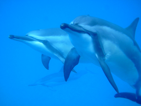 swimming with dolphins Photo by Matisha � 2003